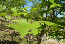 Liriodendron tulipifera