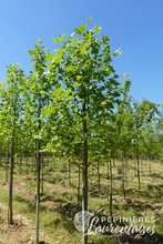 Liriodendron tulipifera