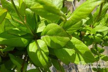 Lonicera japonica 'Halliana'