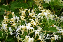 Lonicera japonica 'Halliana'