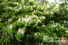 Lonicera japonica 'Halliana'