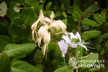 Lonicera japonica 'Hall's Prolific'