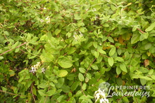 Lonicera japonica 'Hall's Prolific'