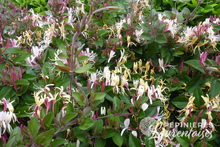 Lonicera japonica chinensis