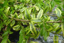 Lonicera nitida 'Lemon Beauty'