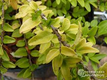 Lonicera nitida 'Maigrum'