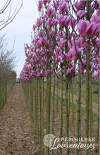 Magnolia 'Heaven Scent'