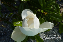 Magnolia grandiflora