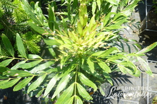 Mahonia media 'Sweet Winter'®