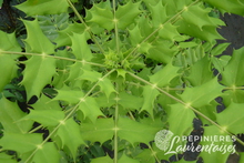 Mahonia media 'Winter Sun'
