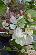Malus Everest
