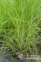 Miscanthus sinensis 'Kaskade'