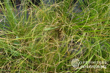 Miscanthus sinensis 'Kaskade'