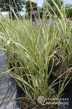 Miscanthus sinensis 'Variegatus'