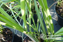 Miscanthus sinensis 'Zebrinus'