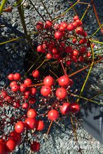 Nandina domestica