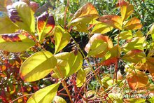 Nandina domestica 'Fire Power'