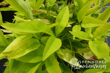 Nandina domestica 'Fire Power'