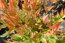 Nandina domestica 'Gulf Stream'