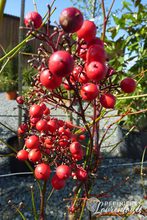 Nandina domestica