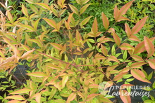 Nandina domestica