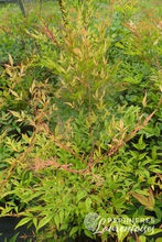 Nandina domestica
