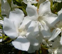 Nerium Oleander