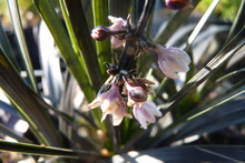 Ophiopogon planiscapa 'Nigrescens'