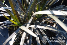 Ophiopogon planiscapa 'Nigrescens'