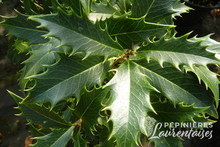 Osmanthus armatus