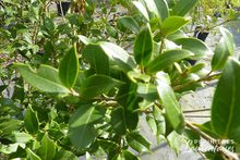 Osmanthus heterophyllus