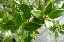 Osmanthus heterophyllus