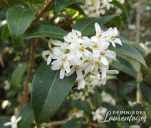 Osmanthus x Burkwoodii