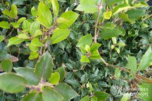 Osmanthus x heterophyllus 'Purpureus'