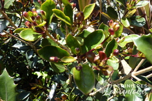 Osmanthus x heterophyllus 'Purpureus'