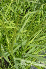 Panicum virgatum 'Warrior'