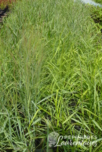 Panicum virgatum 'Warrior'