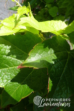 Parthenocissus tricuspidata 'Veitchii Robusta