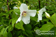 Philadelphus coronarius 'Belle Etoile'