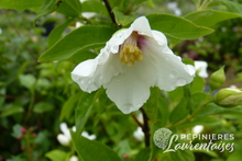 Philadelphus coronarius 'Belle Etoile'