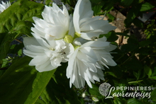 Philadelphus minnesota 'Snowflake'