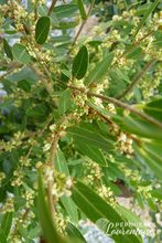 Phillyrea angustifolia