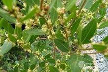 Phillyrea angustifolia