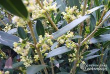 Phillyrea angustifolia