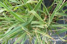 Phalaris arundinacea 'Picta'