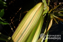 Phormium 'Apricot Queen'