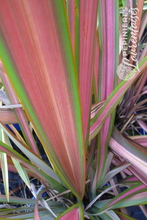 Phormium 'Jester'
