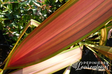 Phormium 'Jester'