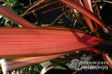 Phormium 'Pink Panther'