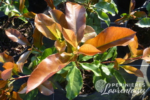 Photinia x fraseri 'Camilvy'